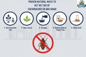 Proven Natural Ways to Get Rid of Cockroaches in Abu Dhabi